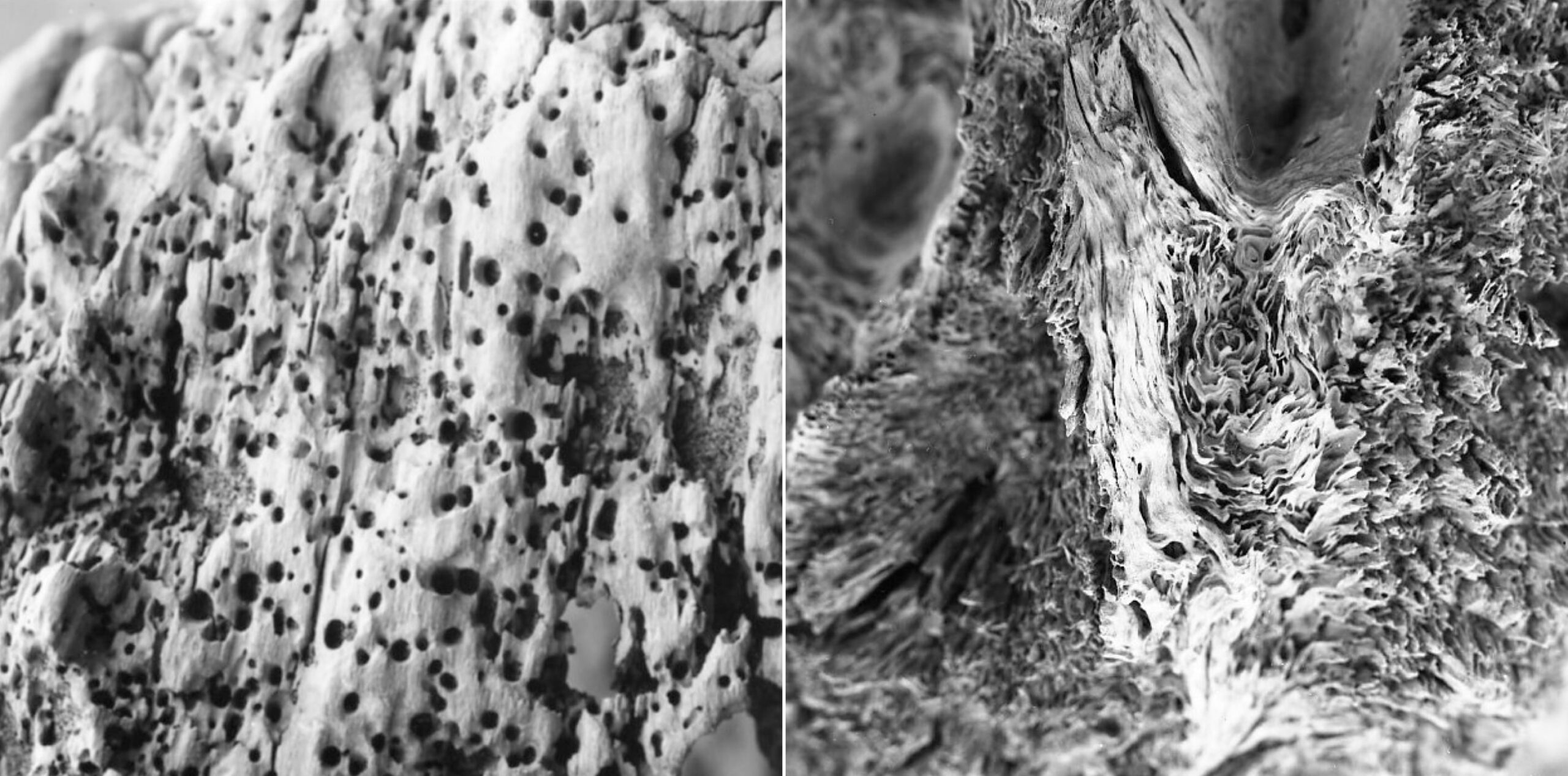 Links: Detailaufnahme einer Hölzernen Oberfläche (um 1959). Foto: Otl Aicher. © Florian Aicher Rotis, HfG-Archiv / Museum Ulm. HfG-Ar Ai F 0413. Rechts: Detailaufnahme einer faserigen Holzstruktur (um 1959). Foto: Otl Aicher. © Florian Aicher Rotis, HfG-Archiv / Museum Ulm. HfG-Ar Ai F 0545.
