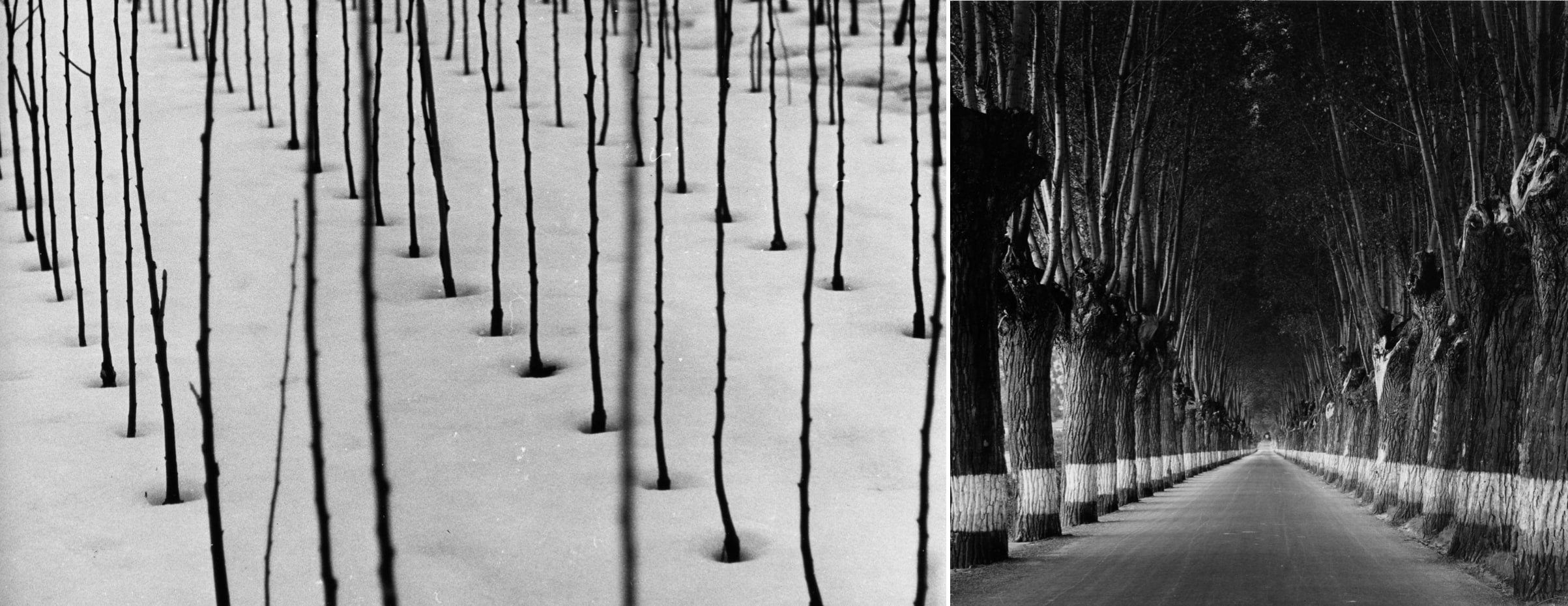 Links: Weidenstecklinge im Schnee (vor 1959?). Foto: Otl Aicher. © Florian Aicher Rotis, HfG-Archiv / Museum Ulm. HfG-Ar Ai F 1502 (01). Rechts: Allee mit Baumspiegel (vor 1959?). Foto: Otl Aicher. © Florian Aicher Rotis, HfG-Archiv / Museum Ulm. HfG-Ar Ai F 1469 (02).
